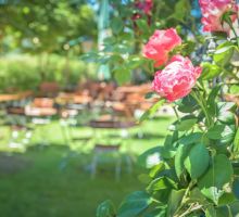 DSC_1218_Biergarten_Rosen_2.jpg